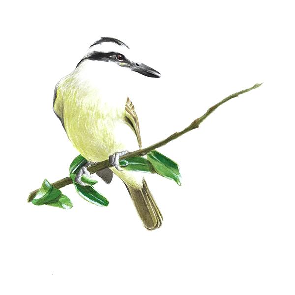 watercolor illustration of Pitangus sulphuratus