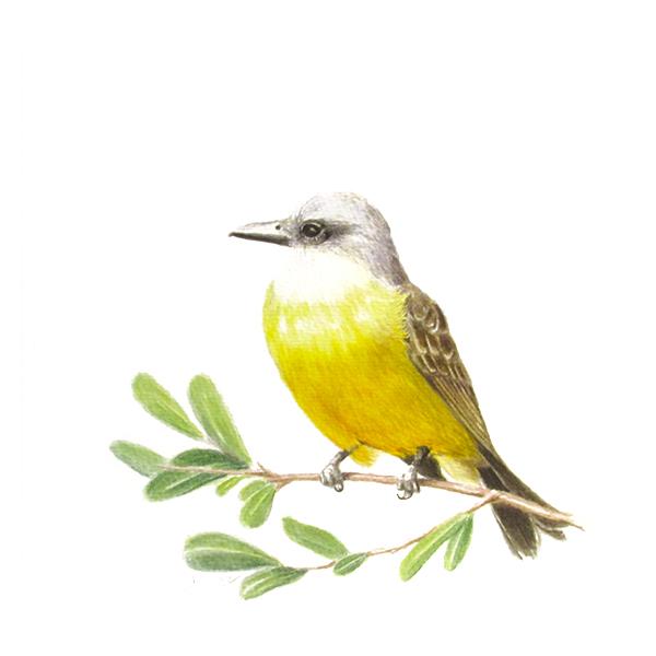 watercolor illustration of Tyrannus melancholicus