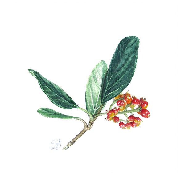 watercolor illustration of red berries