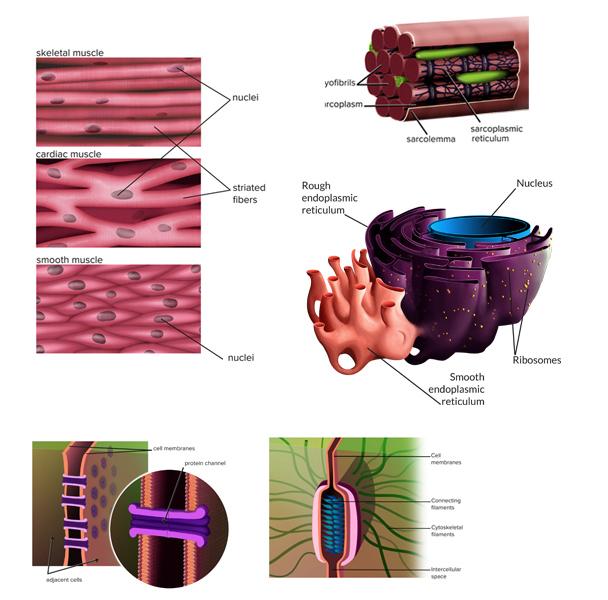 illustration of different types of cells