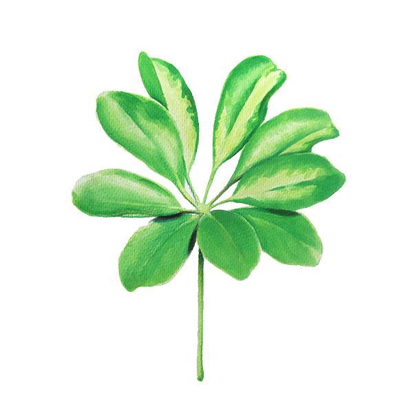 watercolor illustration of a green leaf