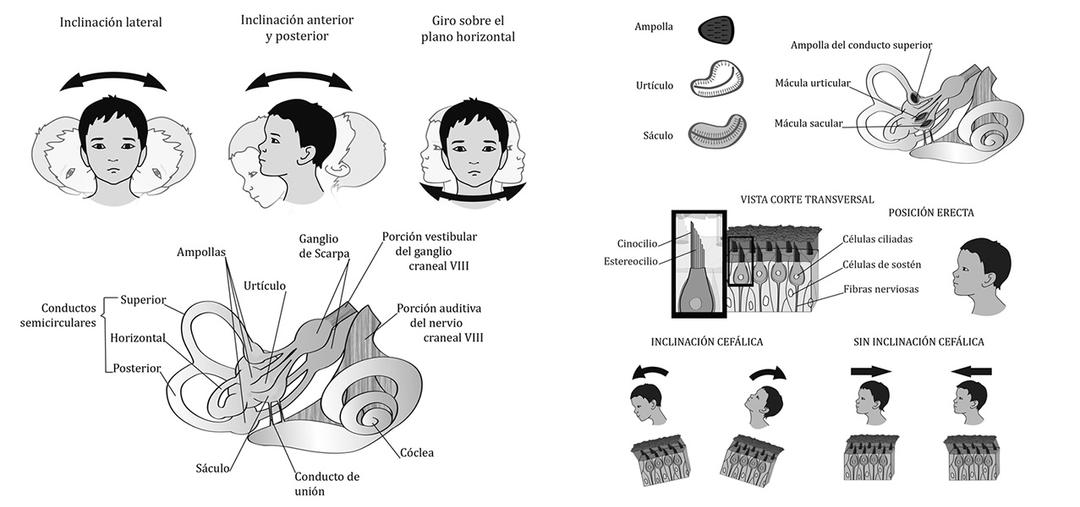 grayscale illustrations of inner ear