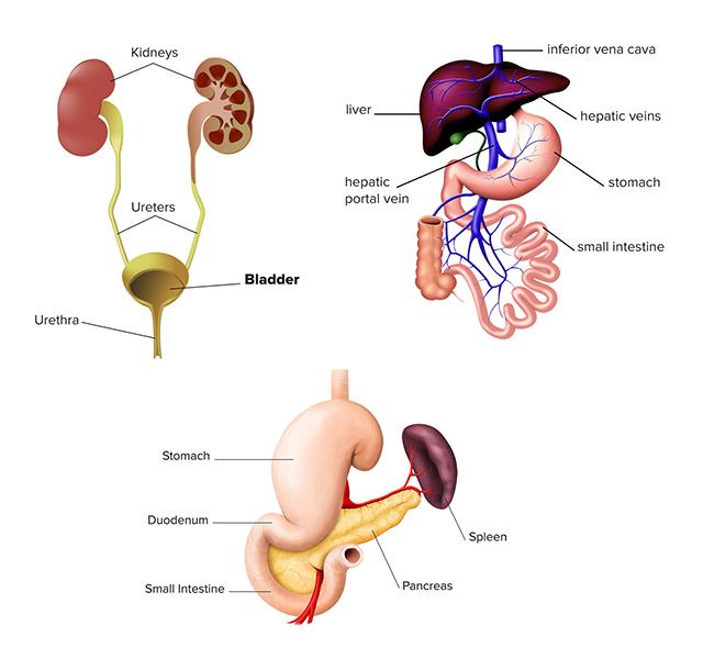 illustration of kidneys, stomach and liver