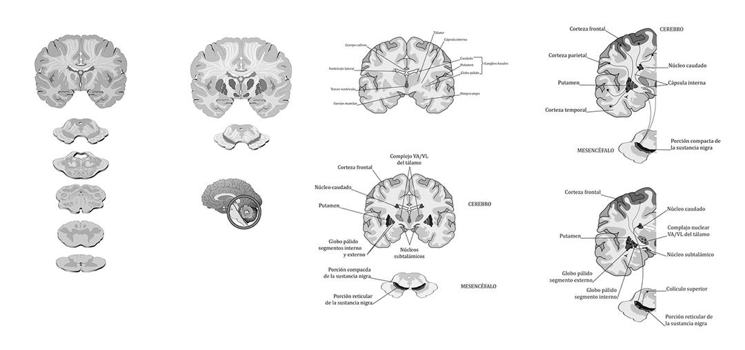 grayscale illustrations of brain