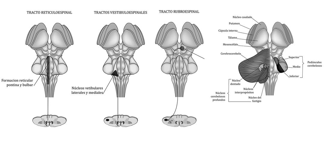 grayscale illustrations of nervous system