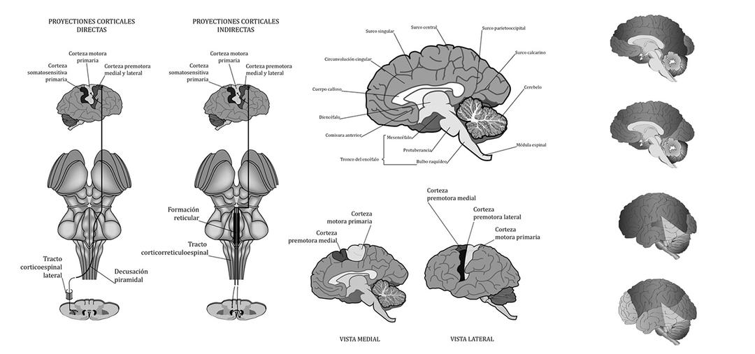 grayscale illustrations of brain and nervous system