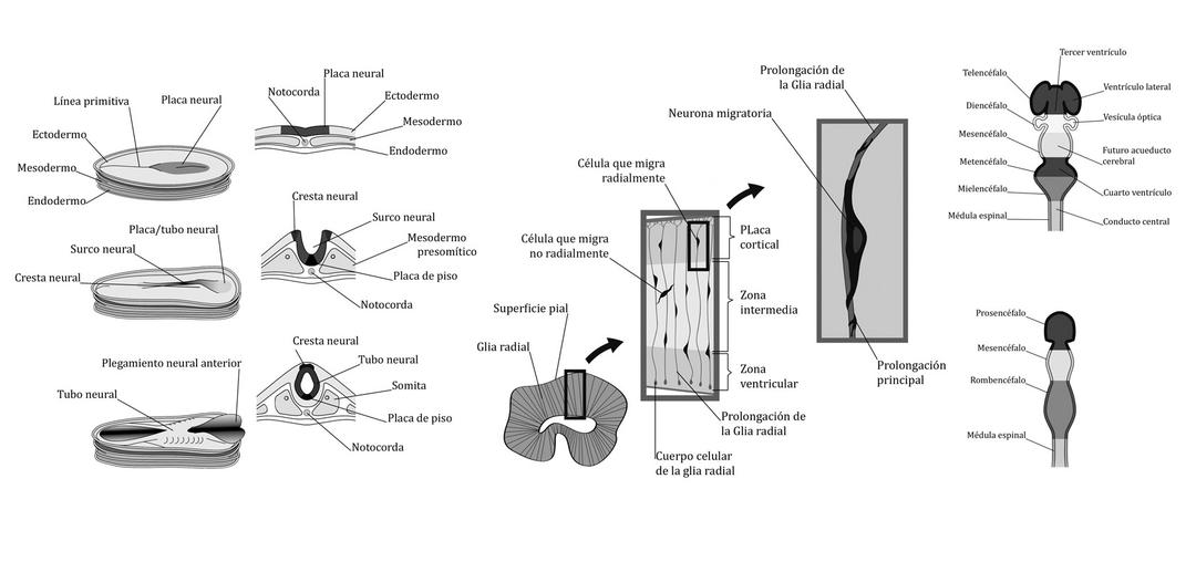 grayscale illustrations of nervous system