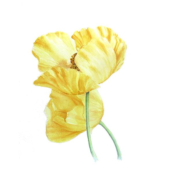 watercolor illustration of Papaver nudicaule